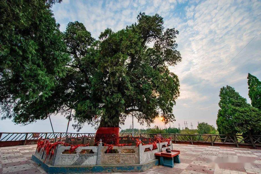 芮城县大禹渡景区的侧柏古树垣曲县皋落乡槐南白村石窑的黄连木古树