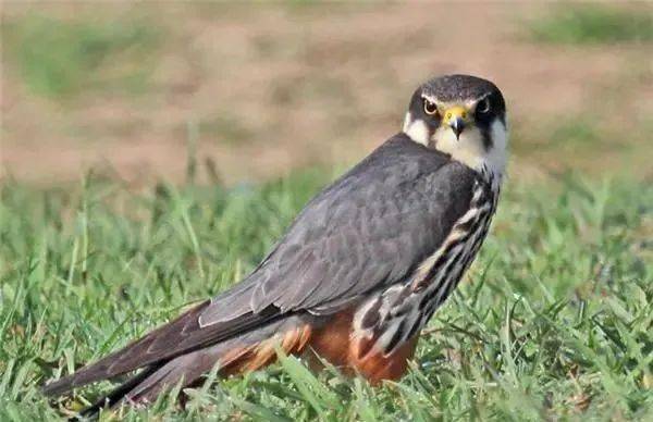 天上常见的猛禽你认识几种教你识别几种常见猛禽