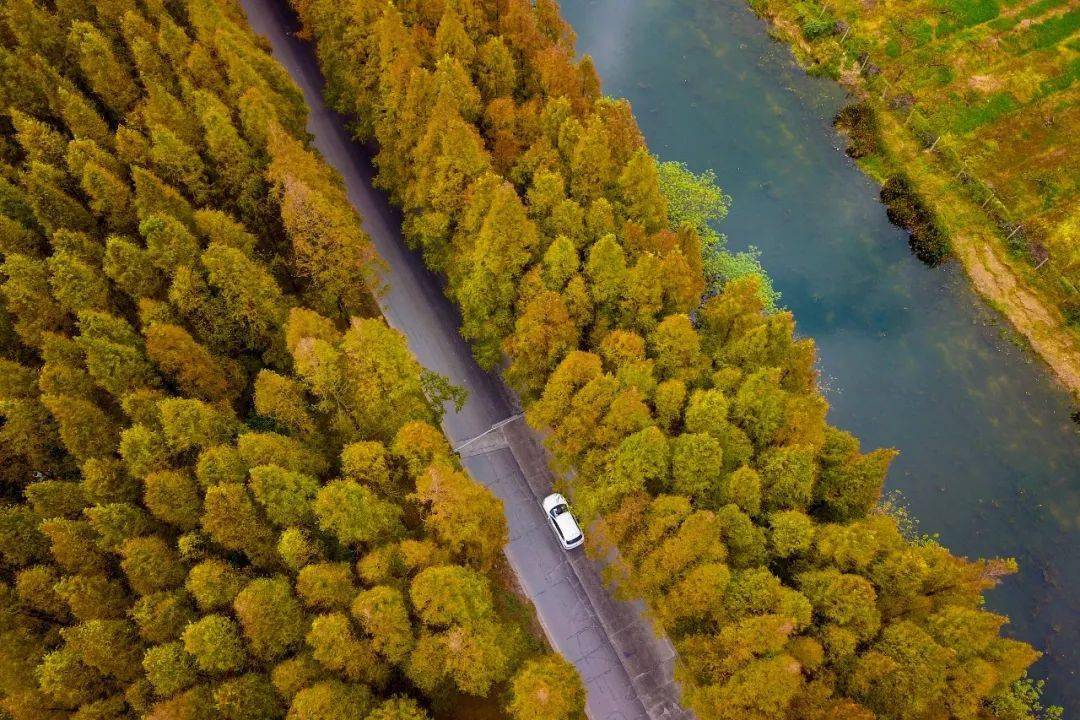 茂密挺拔道路两旁的水杉邂逅最斑斓的秋当最美塘下公路塘下公路最让你