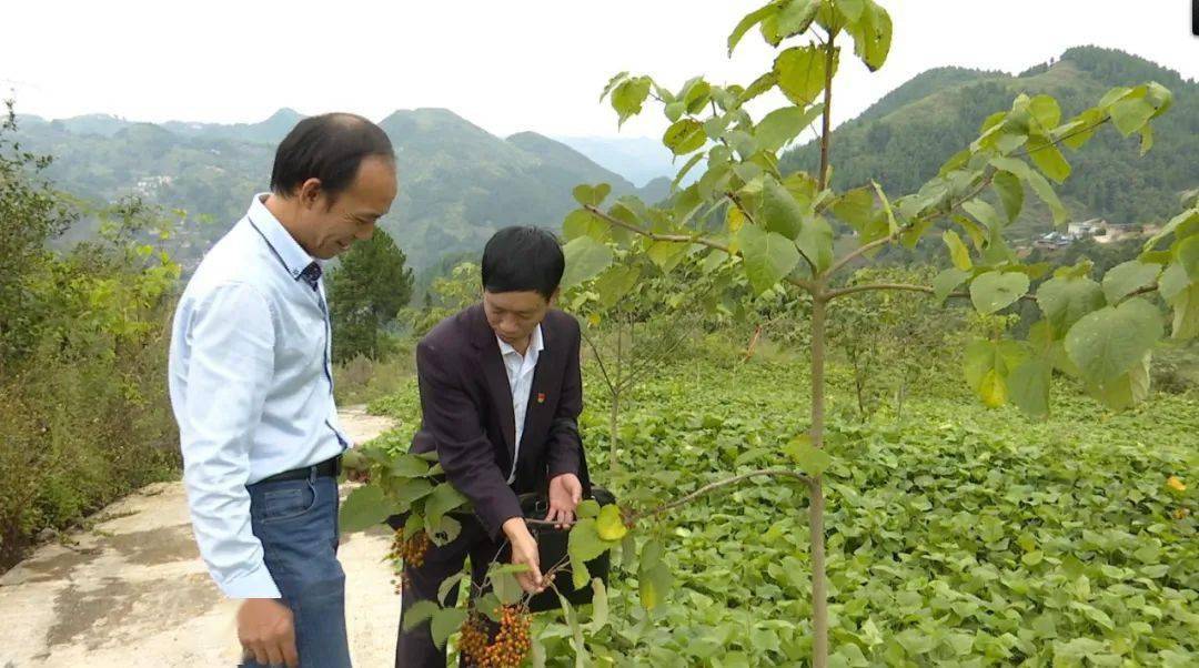 急性子村支书林正玉的产业经