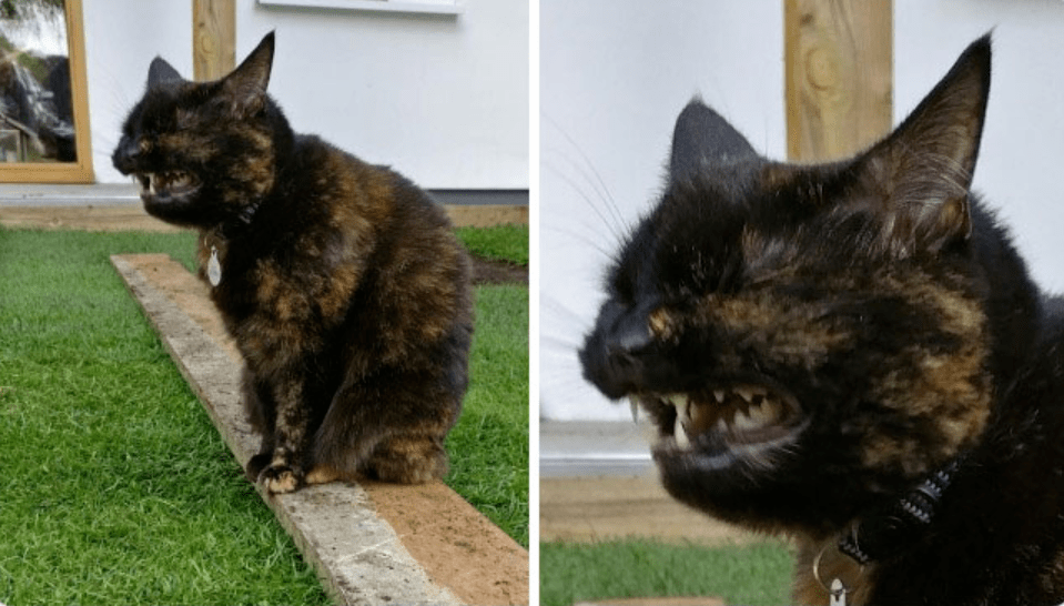 丑萌猫咪来袭,新一届喵星人丑照比赛开始了!