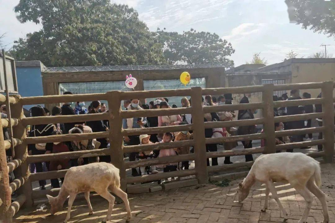 實拍商丘動物園開放第一天!盛況空前!快被擠爆了!