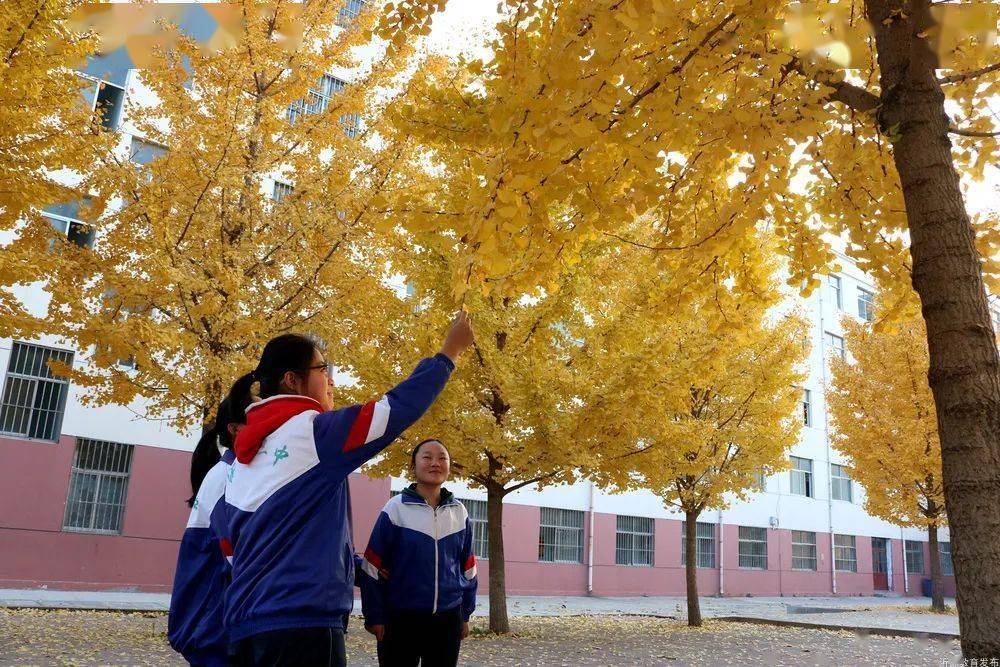 沂源三中沂源县历山中学沂源县实验中学享受这诗意般的秋景.