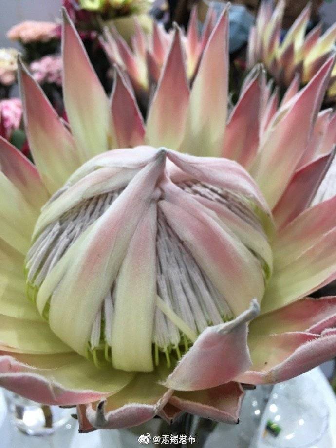 帝王花公主花针垫花世界这么大美好处处有