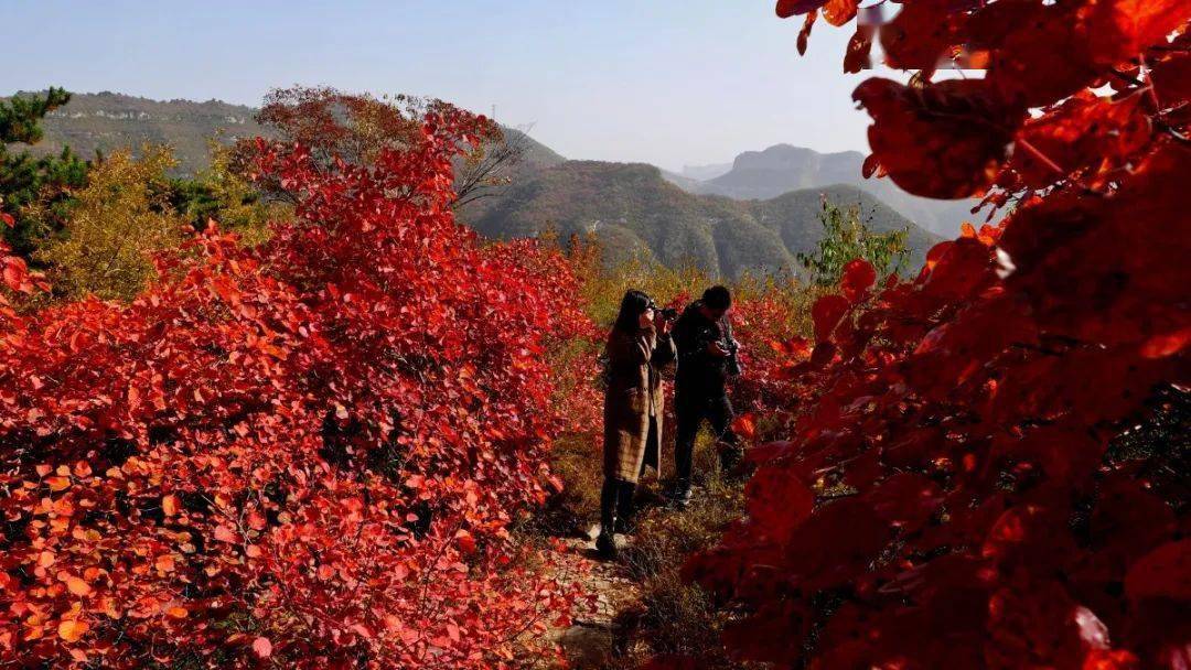 涉縣 莊子嶺紅葉