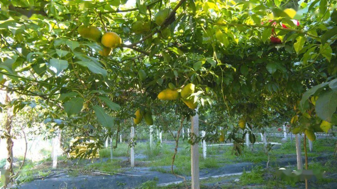 武平家养"牛哈卵"来了!还是你孩时的那个味