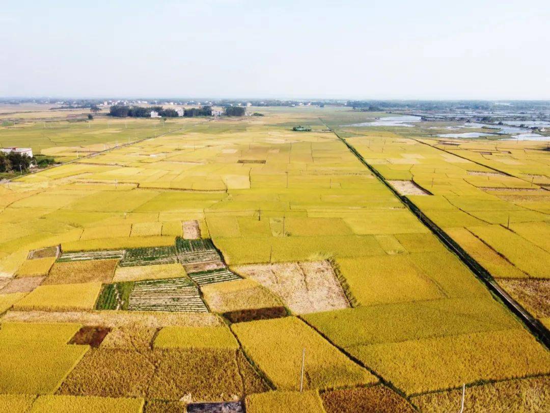 钦南区康熙岭镇的这片稻田美得很