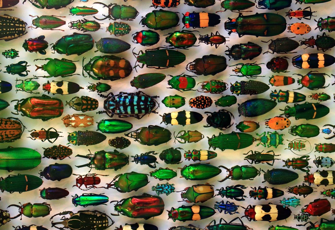 mechanisms of the elytra of the diabolical ironclad beetlehttps