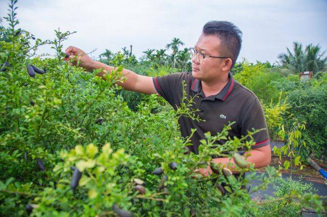 80後海南青年返鄉創業培育推廣名優花果變新農人