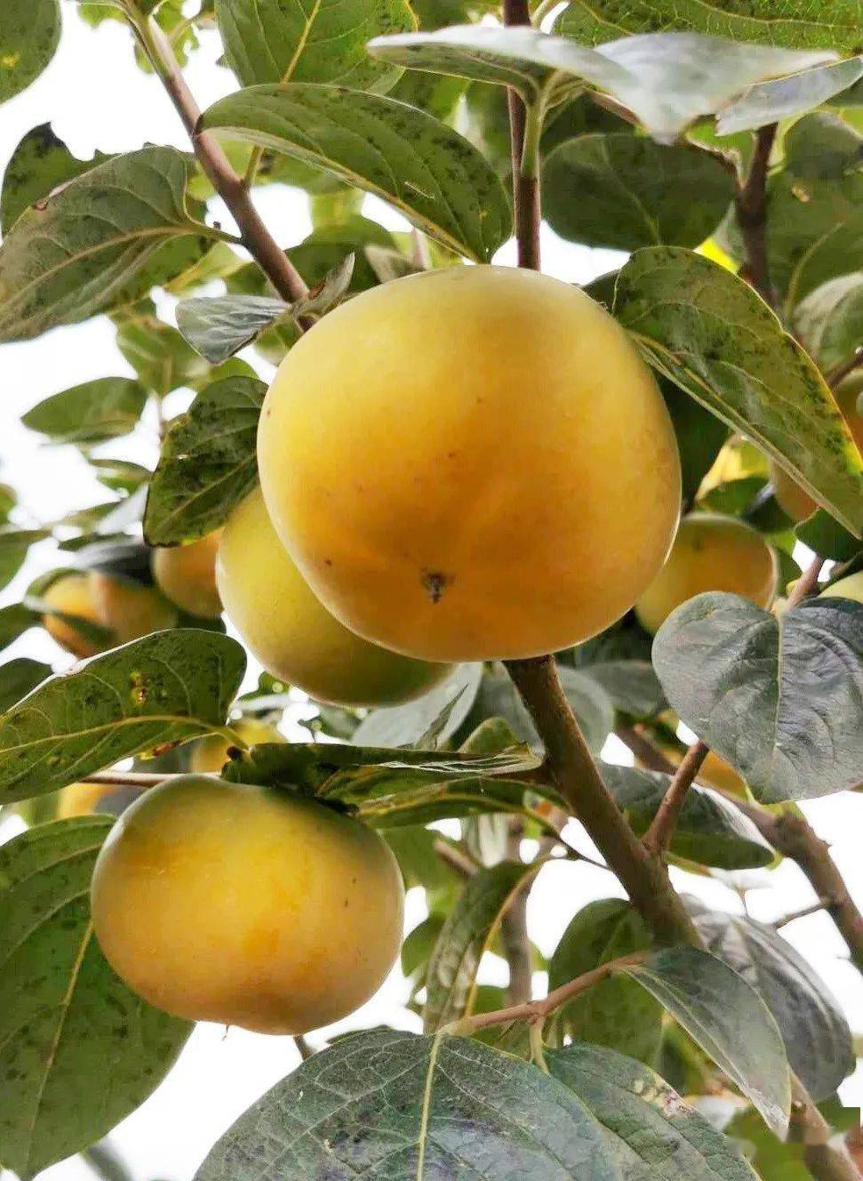 盐城产水果喜获金奖