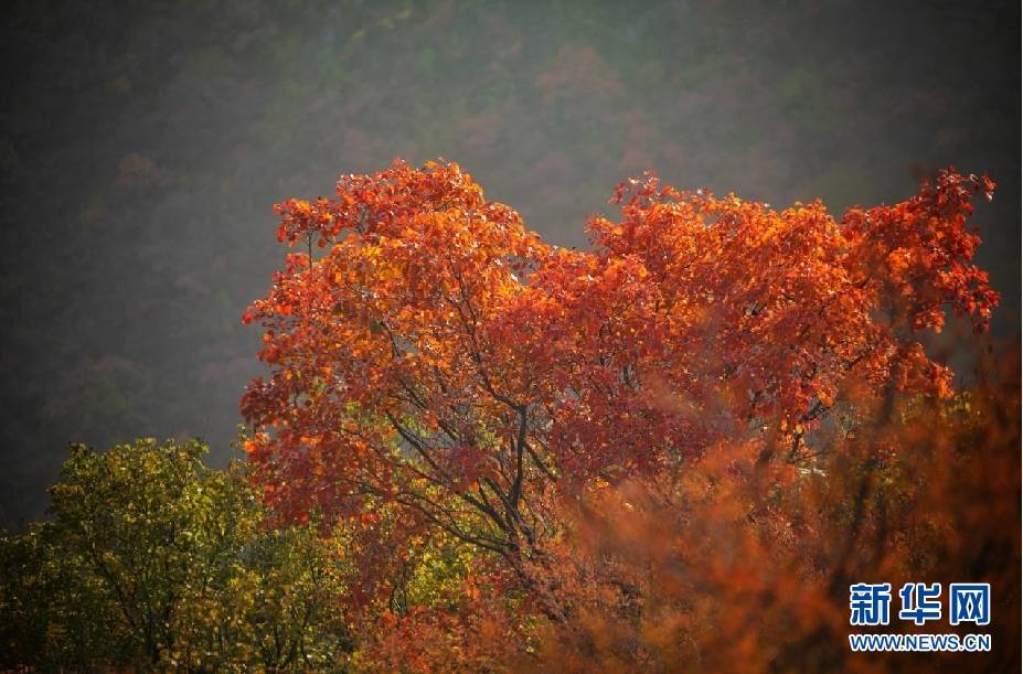 山西柳林:紅葉滿山醉金秋