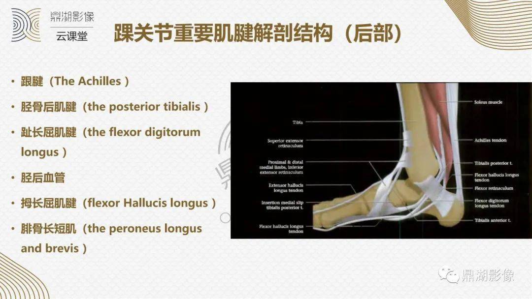 超讚這個踝關節mri解剖課件要給滿分