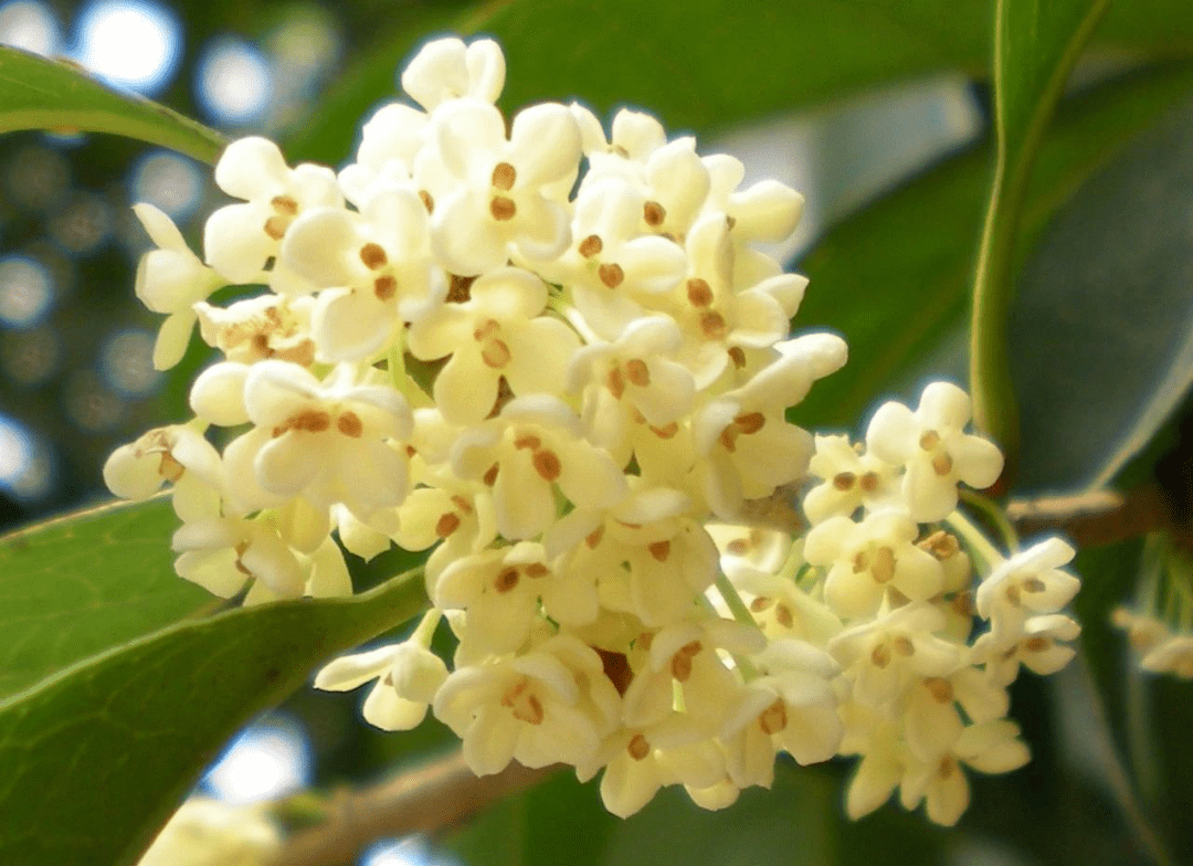 早银桂osmanthus fragranszao yingui 登场!