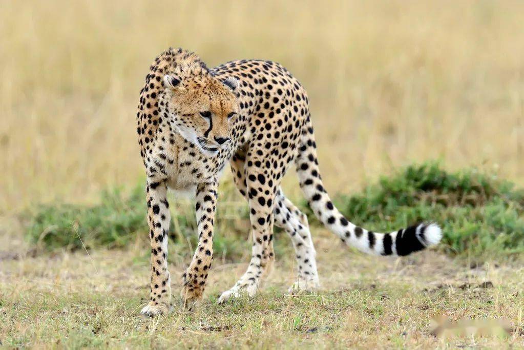 盘点世界上的那些带"豹"字的动物