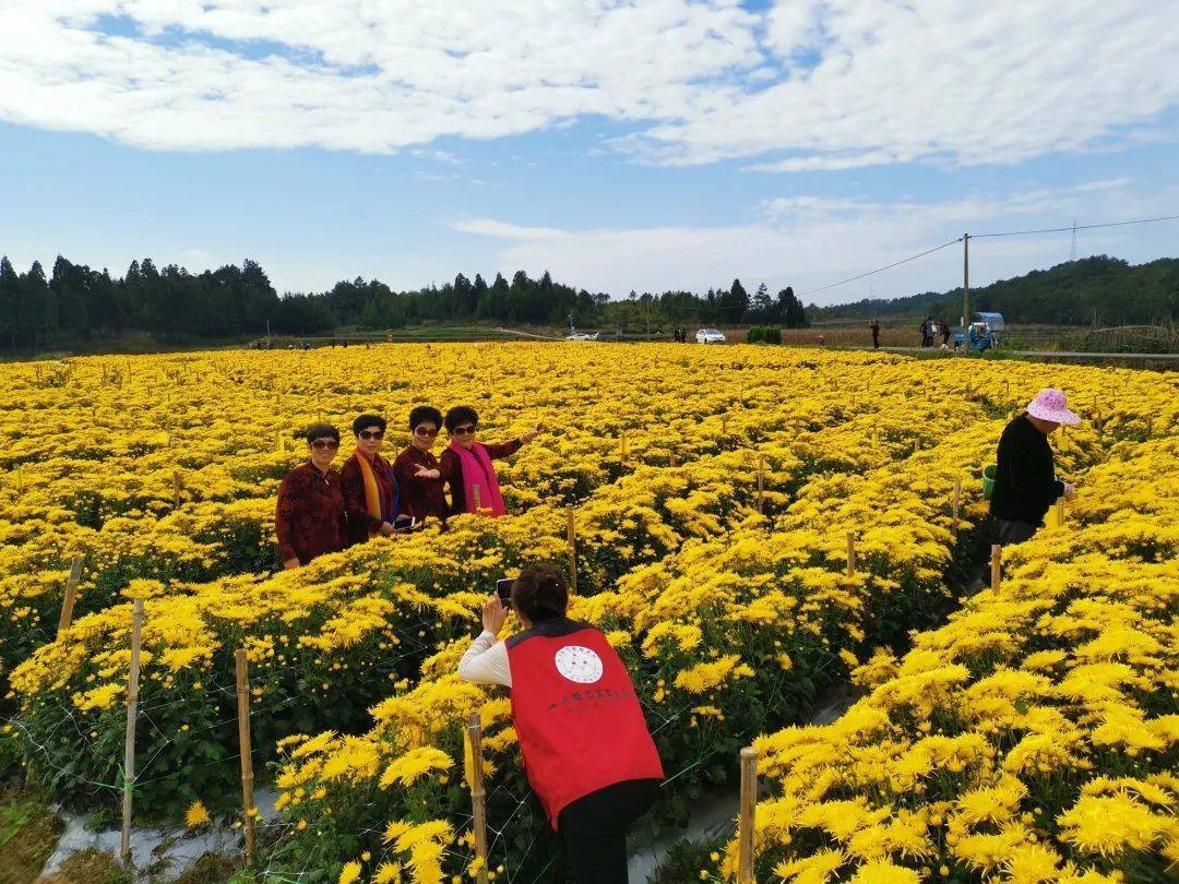 湖田村:大地披上黄金甲 农户致富添新路