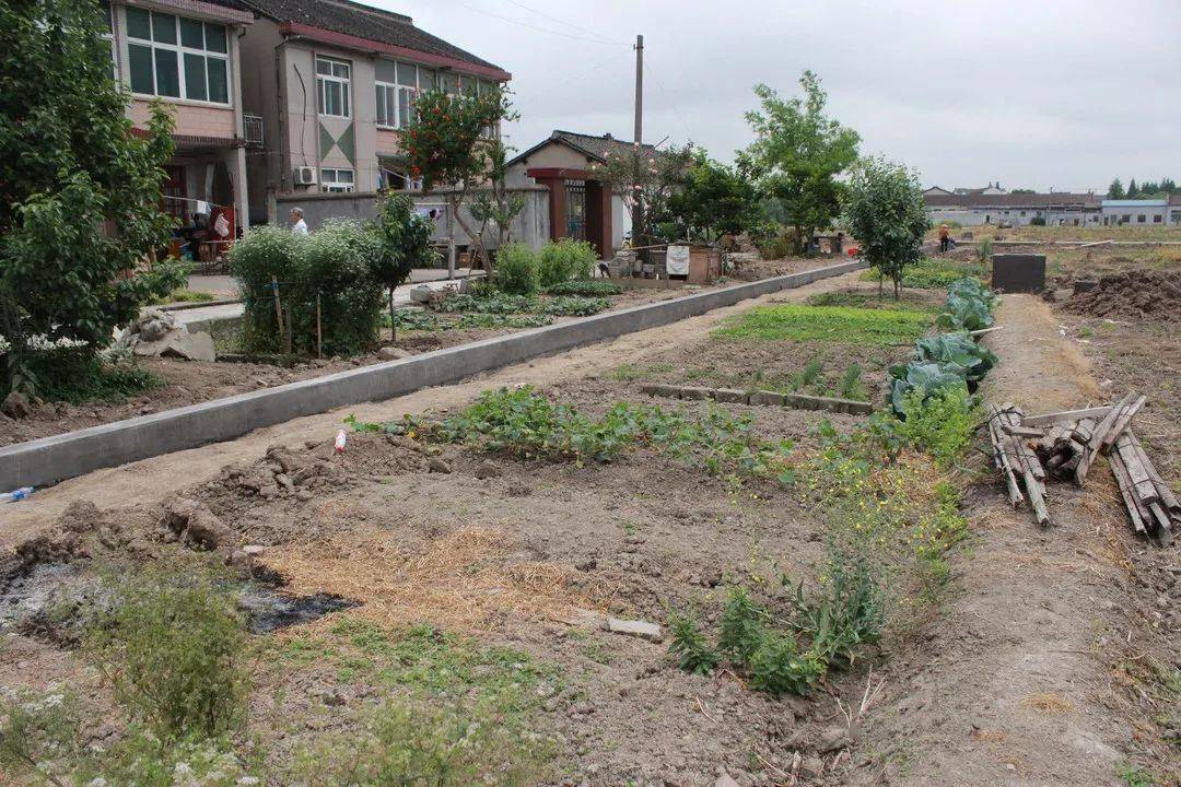 什么才是罗店美丽乡村一张张照片告诉你村里的那些变化