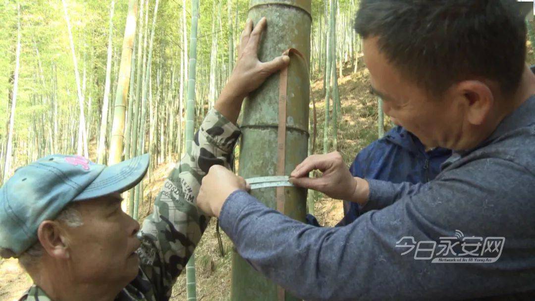 永安新晉毛竹王誕生金獎花落上坪鄉