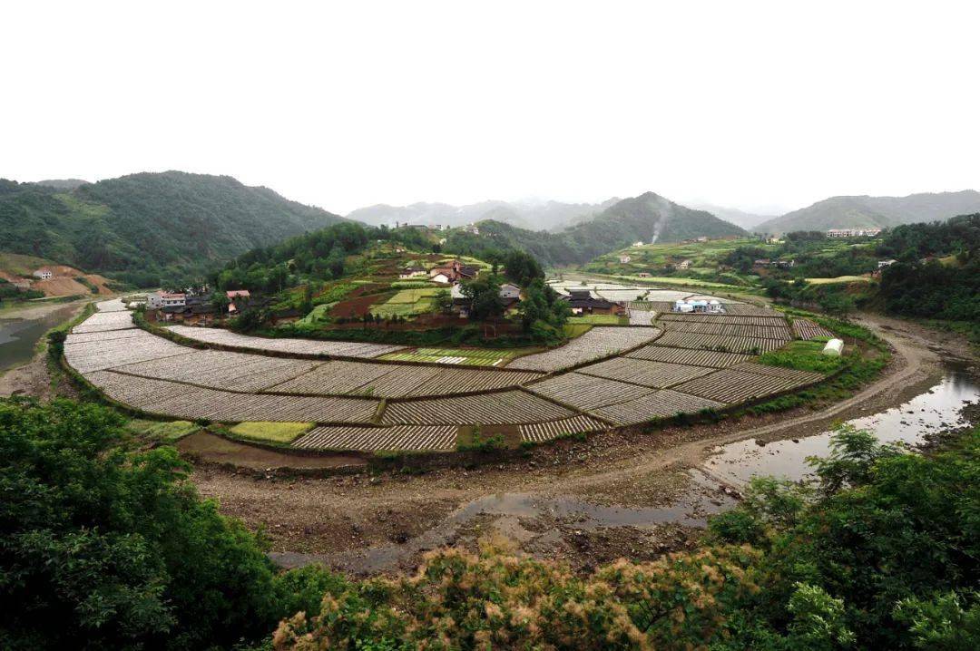 点赞大河镇三业并举谋发展