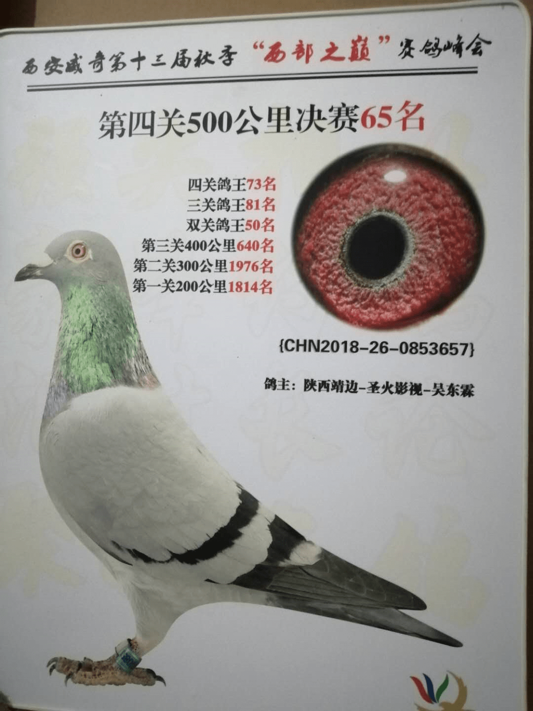 獲得17年飛虹春棚決賽14名,18年威奇公棚決賽65名,2020年飛虹春棚決賽