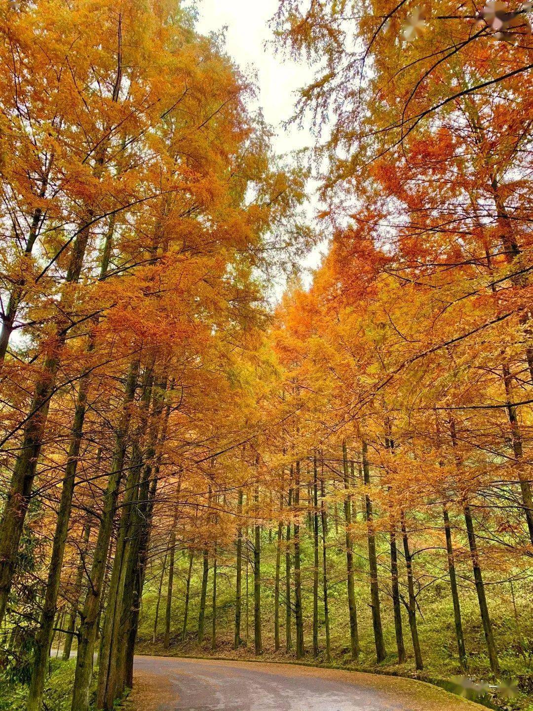橙黄绯红的深秋西乡镇巴间的红石梁