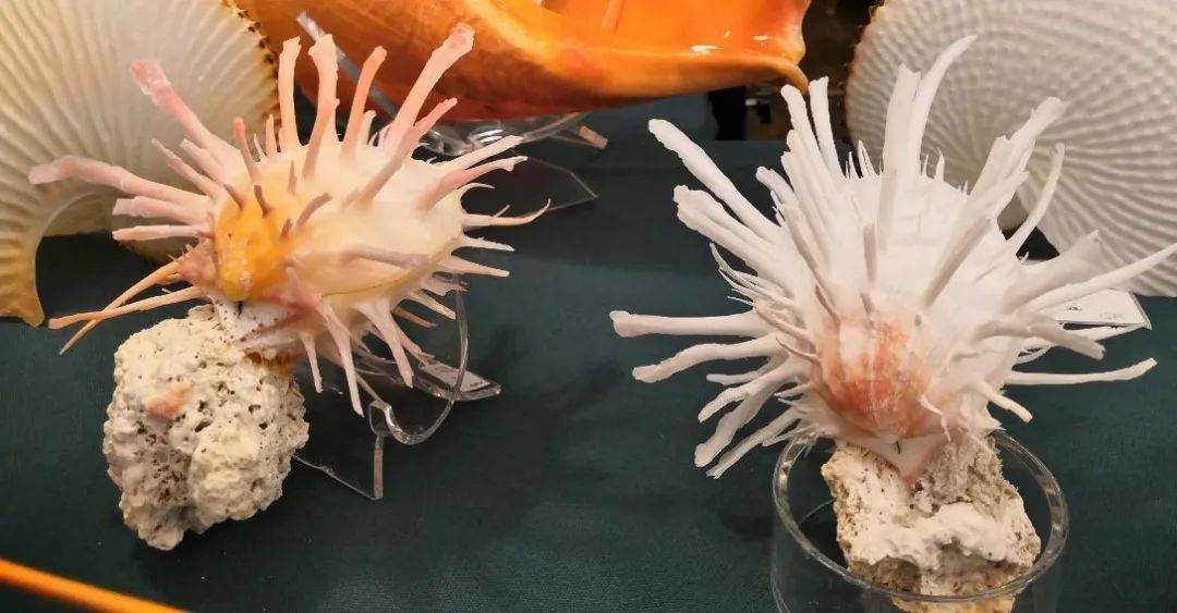 科普问答海中万丛花海菊蛤