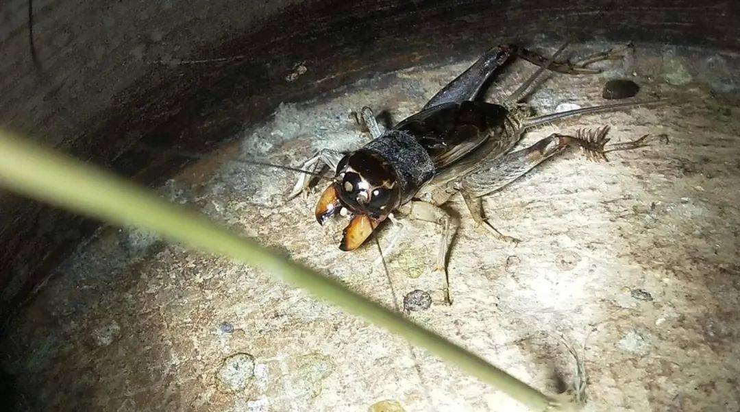 姚村体重:48点战绩:上海大公养1路此虫是今年的虫王,3600收于姚村