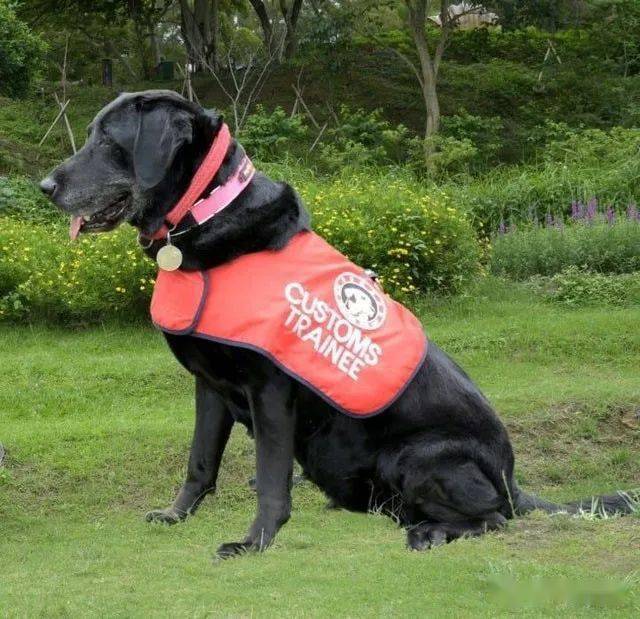 拉布拉多缉毒犬搜到毒品立即坐下,退役后它每天坐厨房猛盯一处吓坏妈!