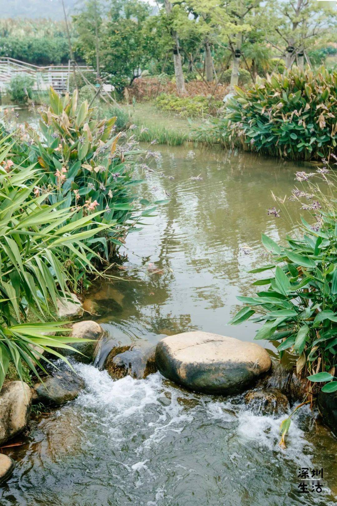 神仙颜值曝光宝安茅洲河碧道开园啦还能邂逅水上花海