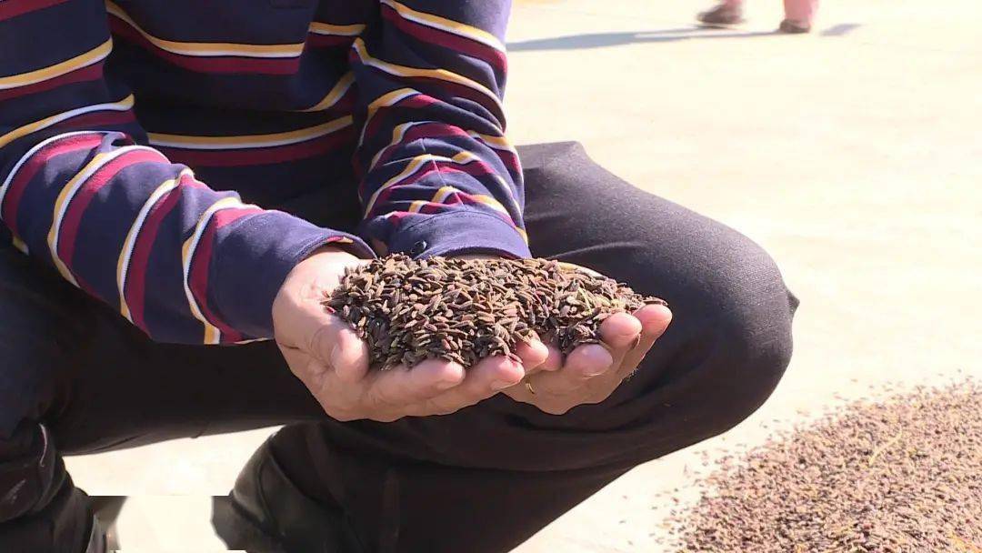 龙川这个村黑米稻大丰收啦