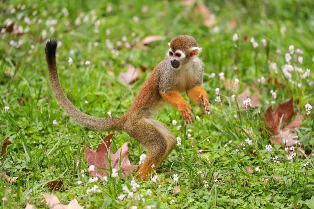 所以,松鼠猴被人们称为"口罩猴"看上去像戴着"黑口罩"