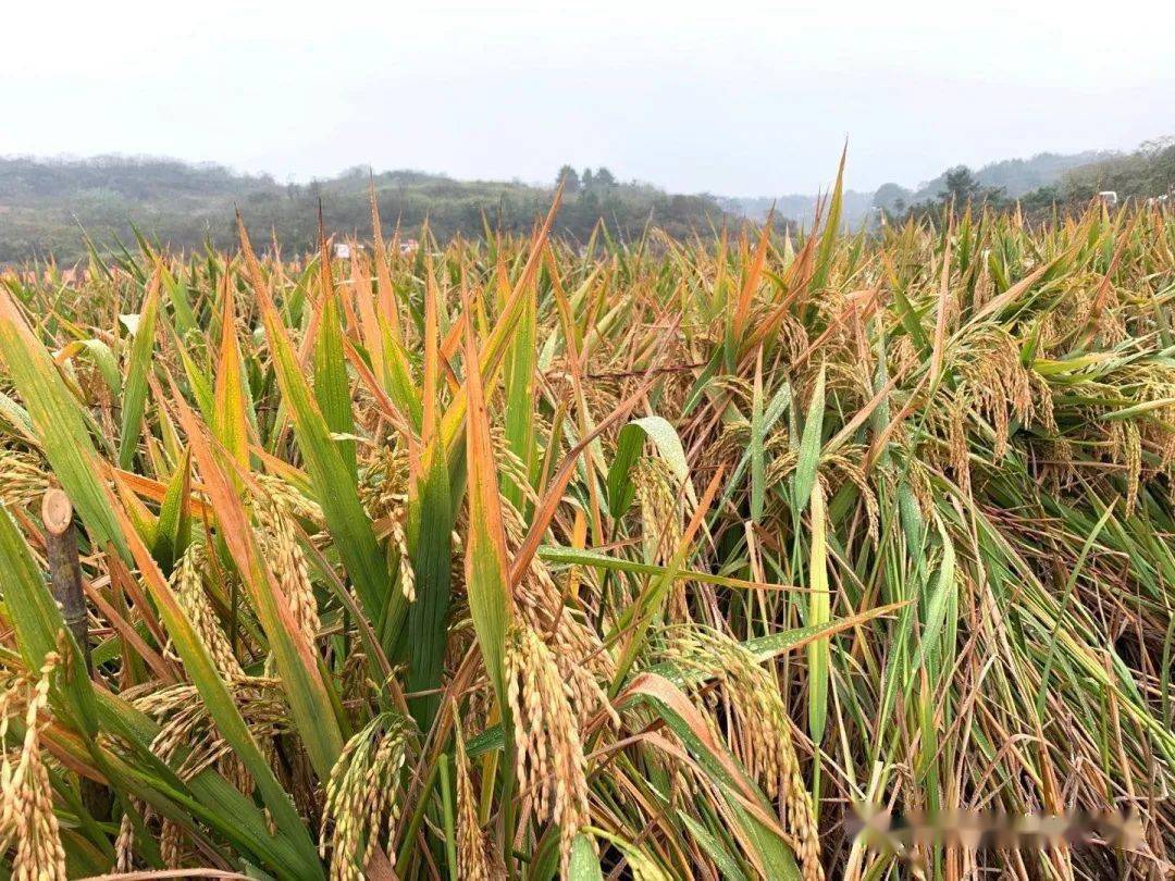 历史时刻第三代杂交水稻双季稻亩产突破1500公斤