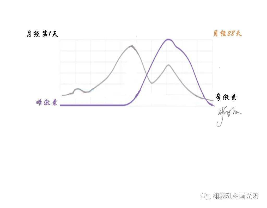 雄性激素分泌图片