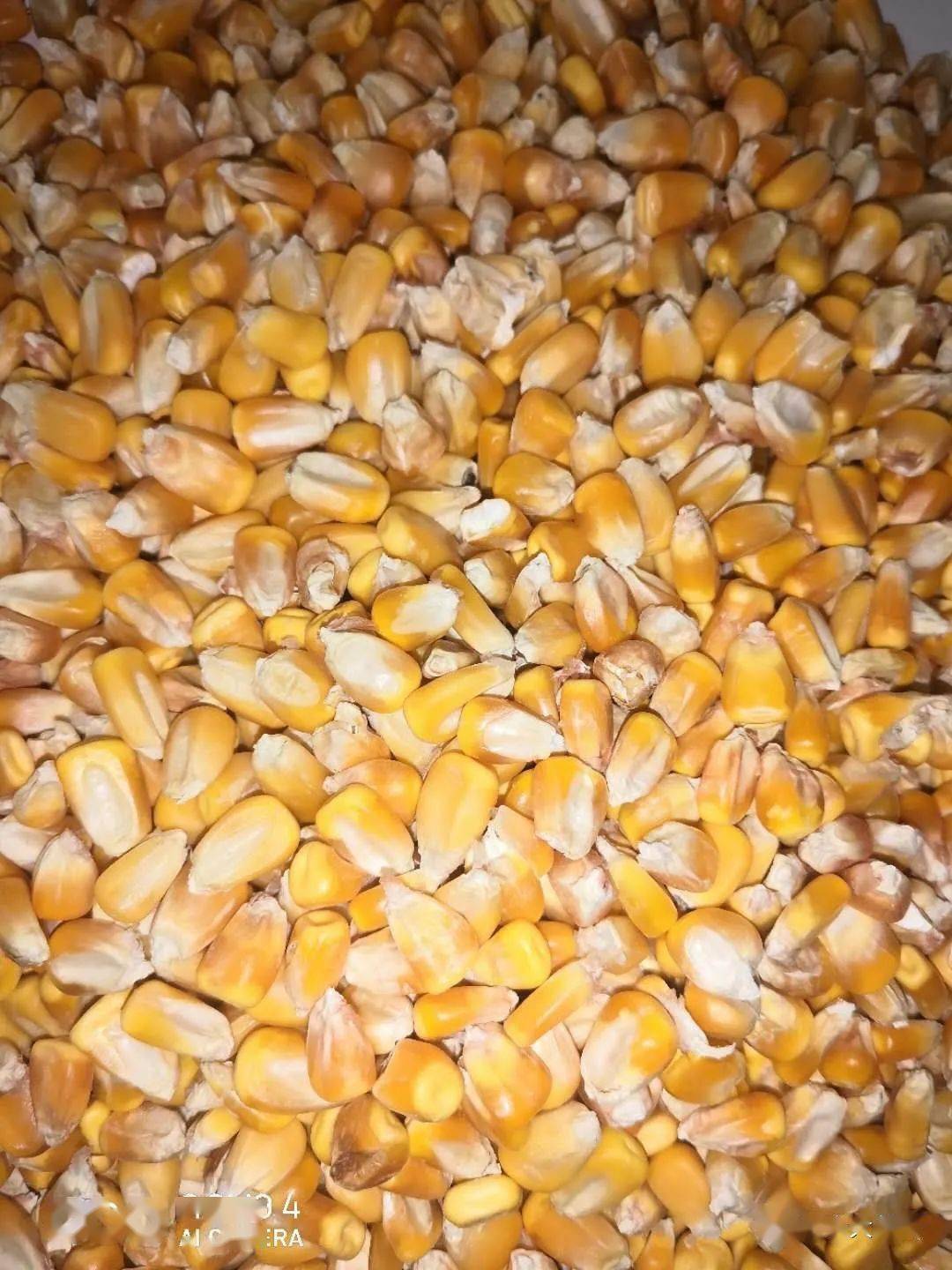 【饲料产业】做好玉米品质监控 确保用户生物安全