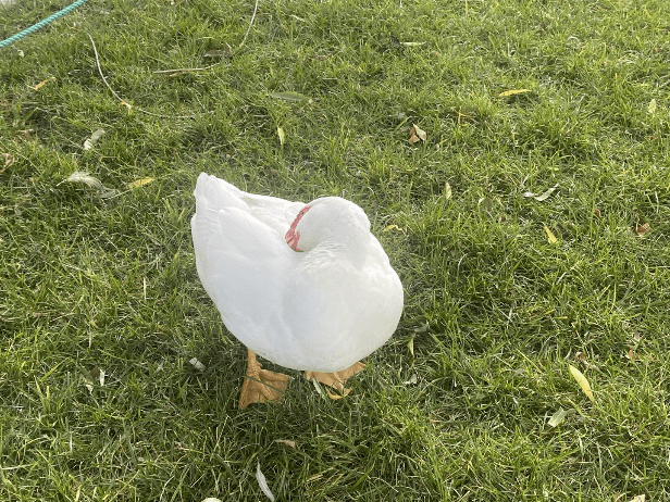 【贸大微镜头】贸大镇校之鸭——鸭傲水_人类