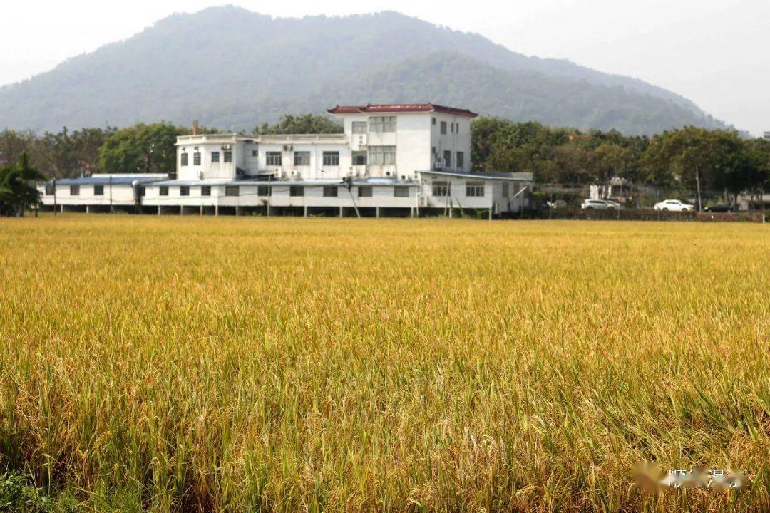 稻熟穗黄谷丰登