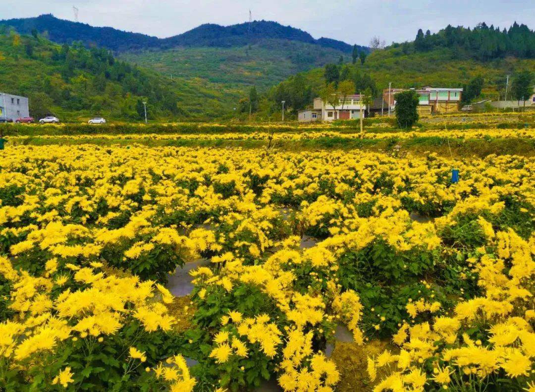 金丝皇菊开成了"海"!遵义这里好美