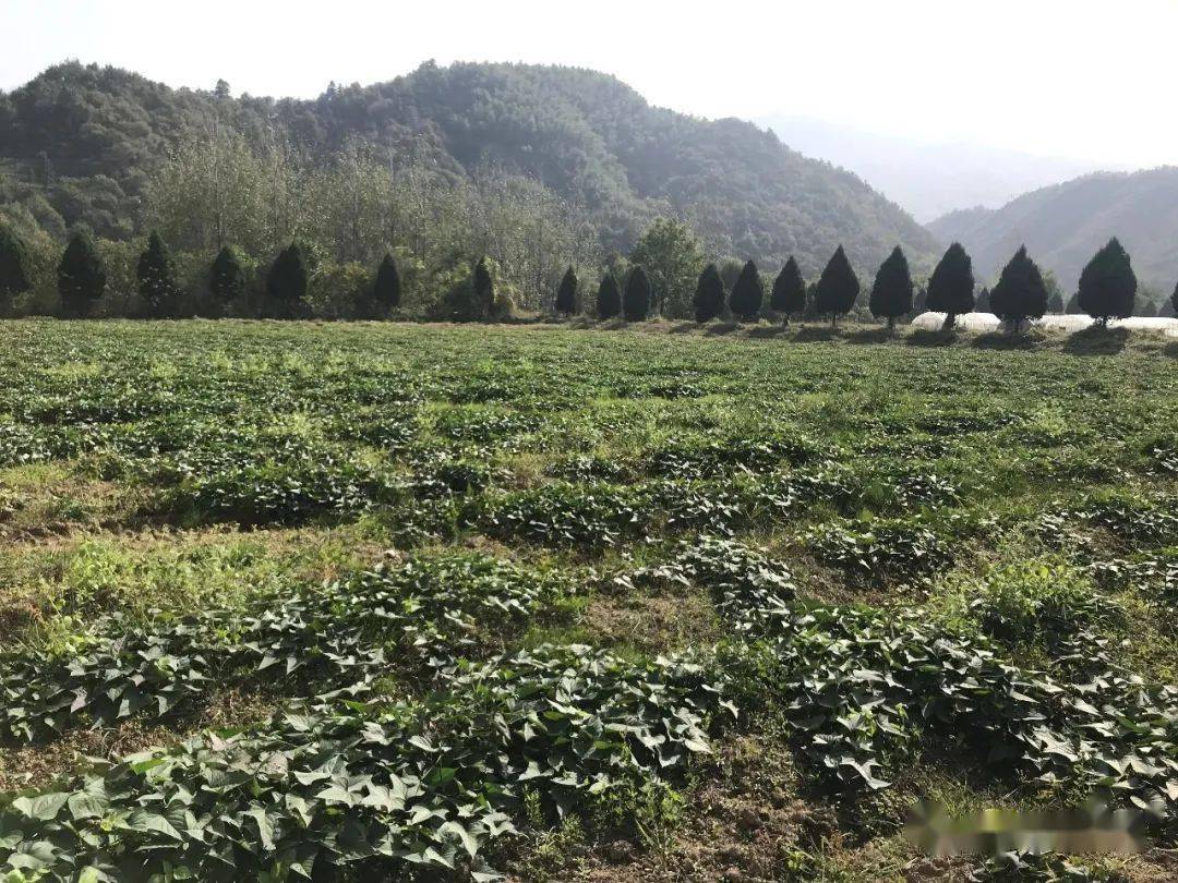 霜降过后金寨县青山镇的樱草家庭农场依然生机盎然