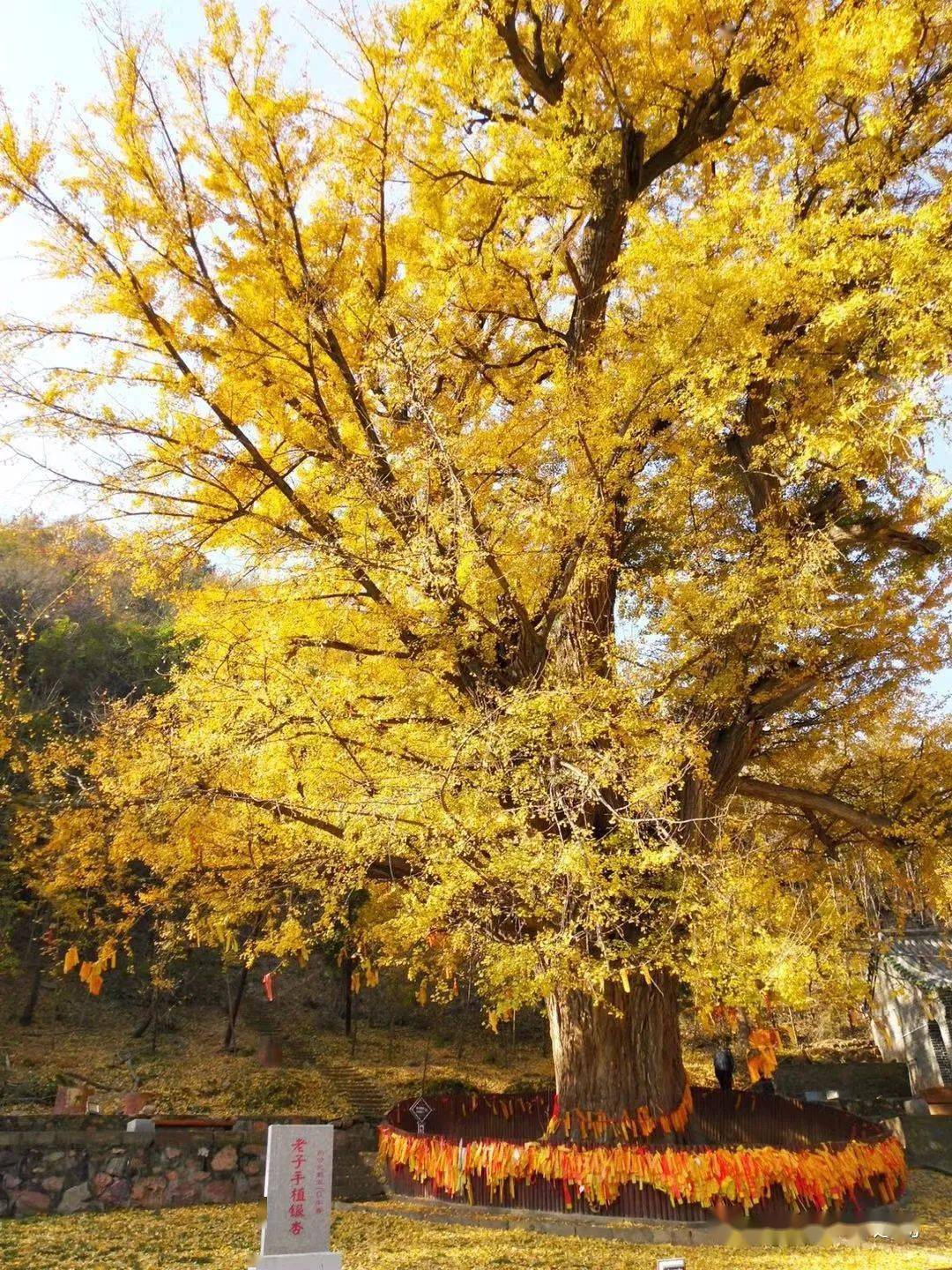 王屋山银杏树图片
