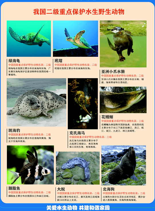 水生动物图片及名称图片