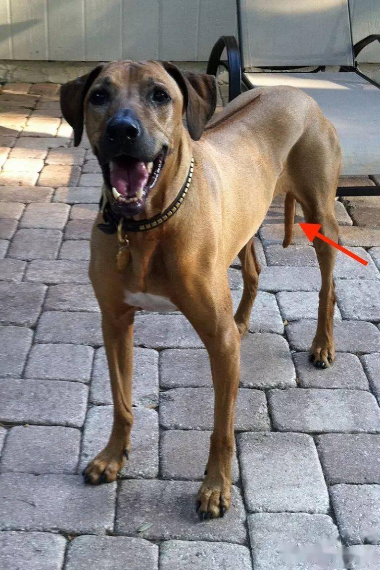 摇尾巴的狗狗就是快乐的狗狗吗doesawaggingtailmeanahappydog