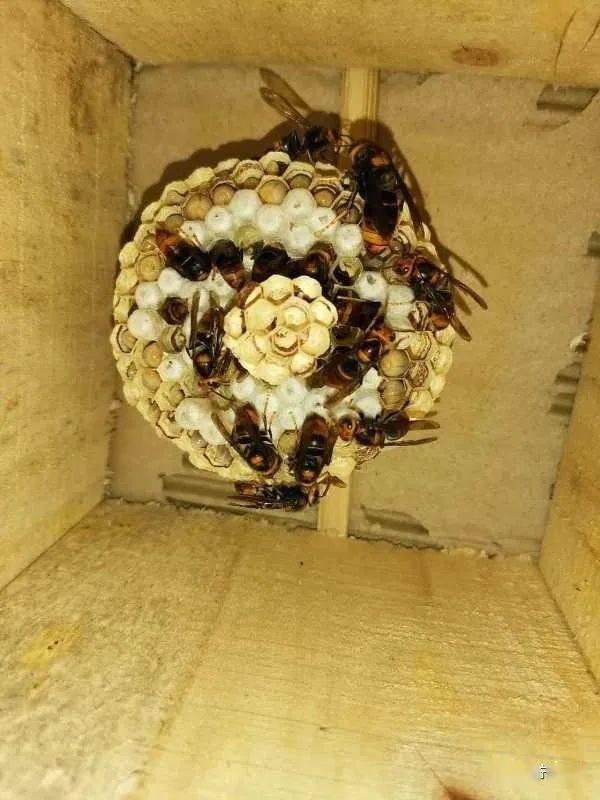 戴上防护帽△张猛观察马蜂生长状况