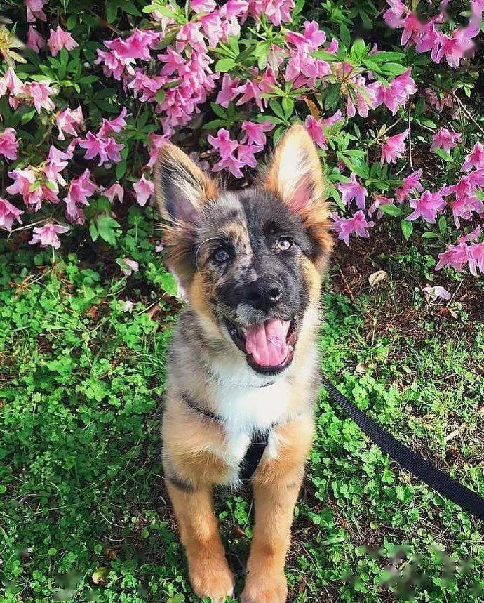 长了一副阴阳脸的混血狗狗简直帅呆了