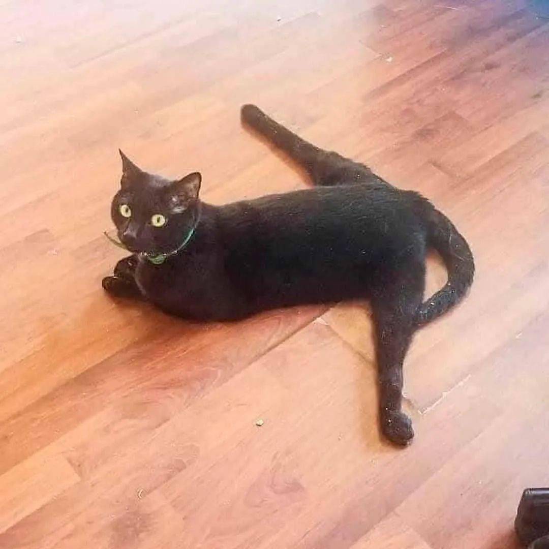 猫咪迷惑行为大赏,也太好笑了吧哈哈哈哈哈哈