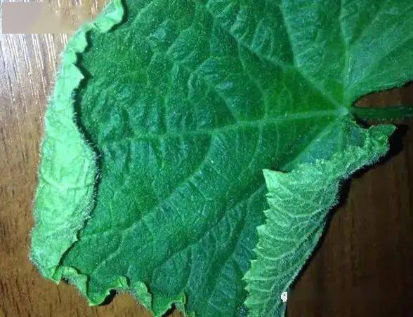 黄瓜茶黄螨危害高清图解!_手机搜狐网