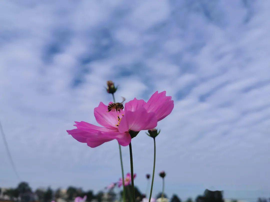 义乌佛堂花海图片