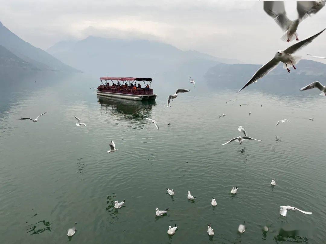 生态汉源快看汉源湖上飞来一群海鸥太壮观了