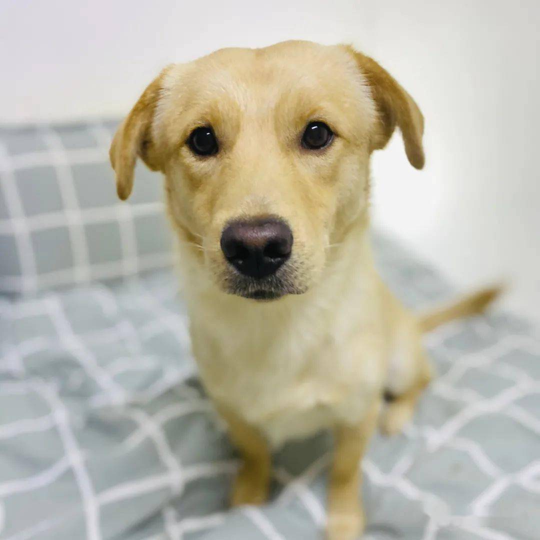 "中华田园犬"2021公益台历:已有14张主图入选!_狗狗