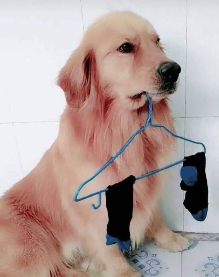 打工狗不知道这么会干活的我是不是狗上狗呢