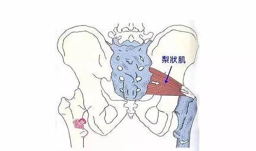 髂内动脉在此分为臀上动脉和臀下动脉