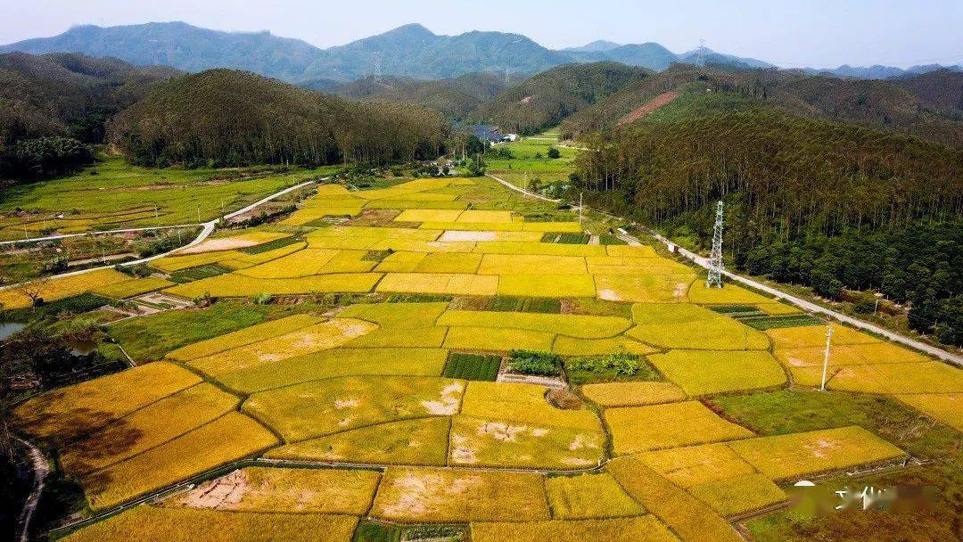万亩金黄稻田飘香佛山醉美秋色向你发出邀请
